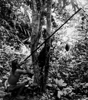 asia britannica, borneo, indigène chassant avec une longue sarbacane, 1955