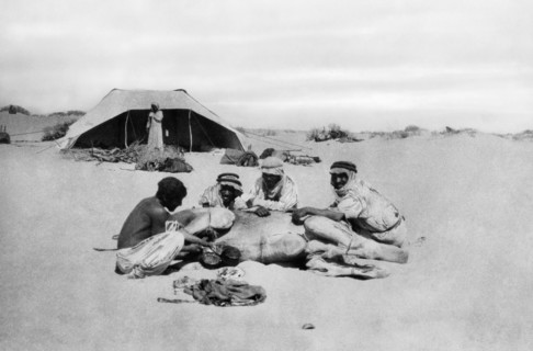 arabie saoudite, vie dans le désert, soins apportés aux pieds des chameaux, 1920 1930