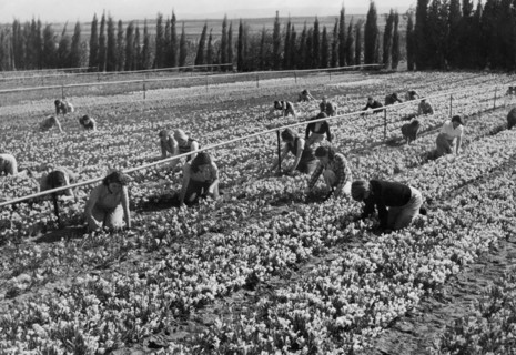 moyen-orient, israel, culture de fleurs en emek, 1950