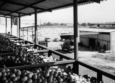 moyen-orient, israel, ashdod, usine de traitement des agrumes, 1963