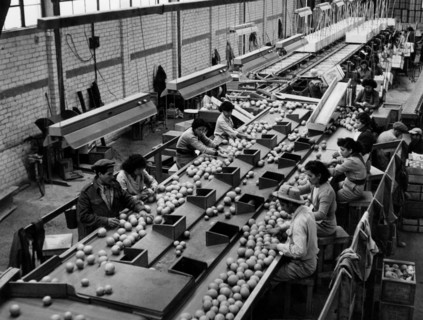 moyen-orient, israël, industrie à rehovot, emballage d'orangers, 1960