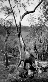 toscane, oliviers pendant la récolte des olives, 1920 1930