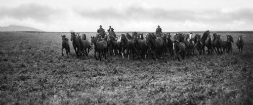 italie, toscane, alberese, cow-boys conduisant un troupeau de chevaux, 1910 1920