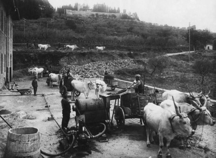 europe, italie, toscane, gaiole in chianti, pressage du raisin dans les caves de brolio, 1930