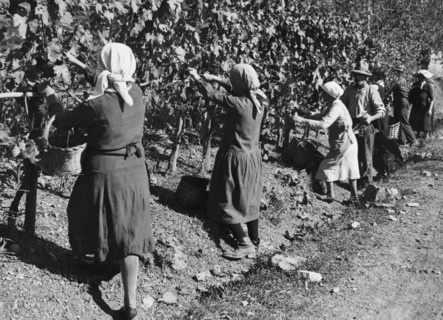 europe, italie, toscane, sienne, gaiole in chianti, agriculteurs pendant les vendanges à brolio, 1930