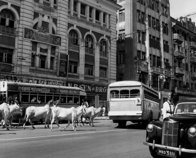 asie, inde, calcutta, une rue avec des vaches sacrées au milieu de la circulation, 1964