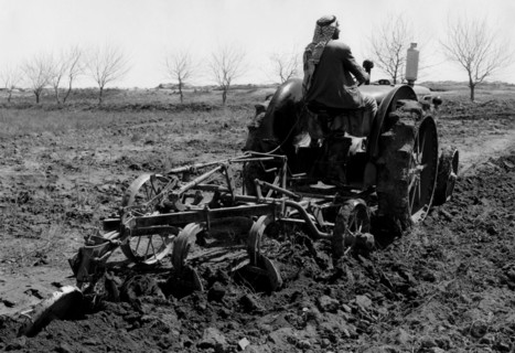 moyen-orient, un fellah conduisant un tracteur, 1957