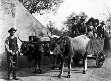 europe, italie, toscane, sienne, paysans sur un chariot tiré par des bœufs, 1910 1920