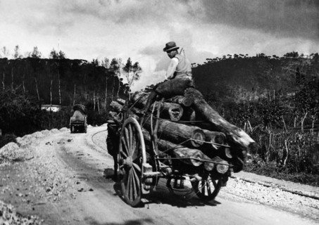 europe, italie, toscane, san baronto, portrait d'un homme au transport de bois, années 1920