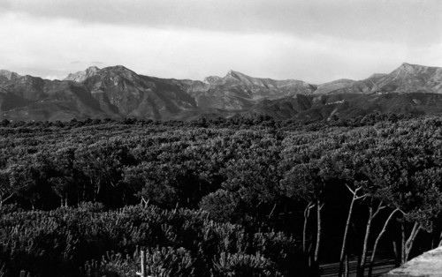 europe, italie, toscane, la pinède de viareggio, 1946