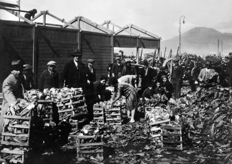 campanie, castellamare di stabia, classement et traitement des légumes, 1910 1920
