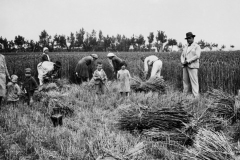 italie, campanie, une scène de récolte, 1920 1930
