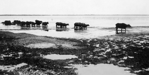italie, campanie, giugliano, lac patria, buffles au pâturage, 1930 1940