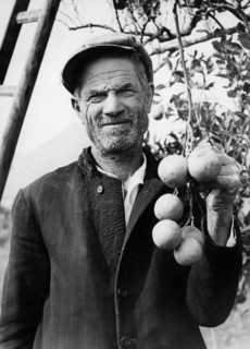 italie, sicile, palerme, cueillette d'agrumes, 1930 1940