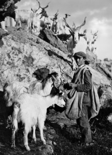 italie, sicile, agrigento, un berger nourrit des chèvres avec des lames de figues de barbarie, 1930