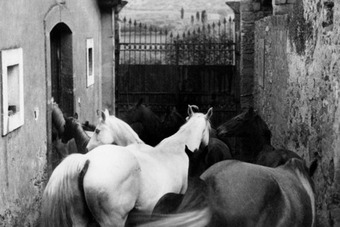 europe, italie, sicile, caltagirone, élevage de chevaux, 1920 1930