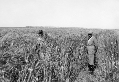 italie, sicile, gela, champ de blé, 1937