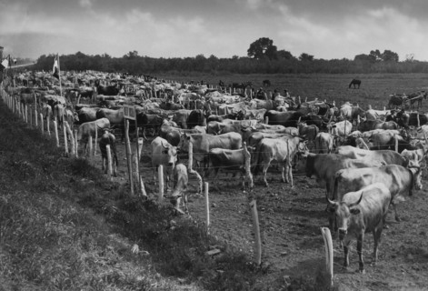 italie, calabre, plaine de sibari, revue du bétail, années 1930