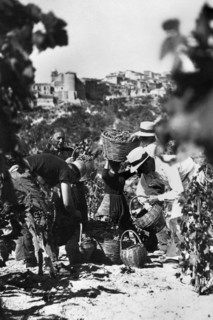 europa, italie, calabre, riace, agriculteurs pendant les vendanges, années 1920