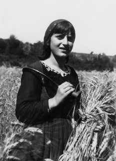 europa, italy, calabria, gioiosa ionica, moissonneuse dans un champ de blé, 1920 1930