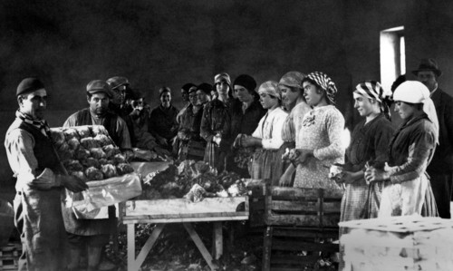 europa, italie, calabre, sibari, mise en cage des laitues, 1920 1930
