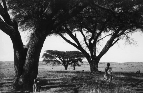 afrique, eritrea, se reposant dans la fraîcheur des acacias albiola, 1910 1920