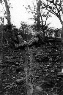 afrique, éthiopie, mai haini, les nœuds sur les plantes représentaient les manières des négus, 1920 1930