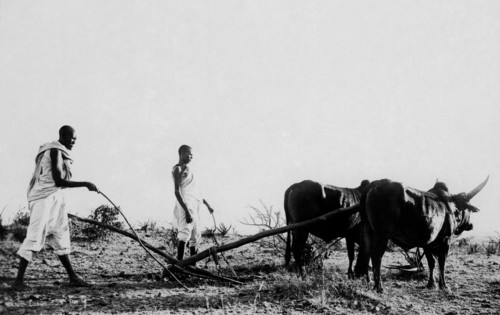 afrique, éthiopie, labourage, 1920