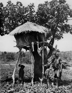 afrique, kenya, une cabane dans un arbre, 1930