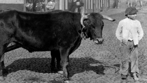 europe, portugal, île de madère, funchal, traîneau à passagers, années 1920