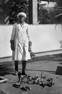 afrique, afrique du sud, port elisabeth, gardien de l'institut de sérothérapie avec des cobras et des serpents venimeux, 1920 1930