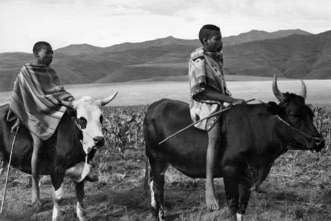 afrique, afrique du sud, lesotho, basutoland, transport local, 1920 1930