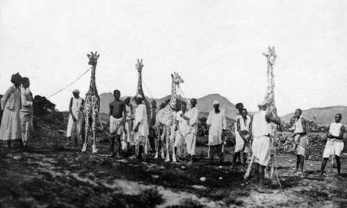afrique, groupe d'indigènes avec des girafes, 1900 1910