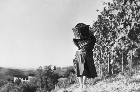 europe, italie, piedmont, asti, vendanges, 1920 1930