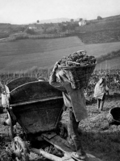 europe, italie, piedmont, monferrato aquese, vendanges, 1955