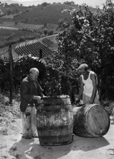 europe, italie, piedmont, canelli, au travail dans les vignes, 1959