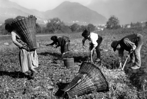 europe, italie, piedmont, val vigezzo, buttogno, récolte de pommes de terre, 1955