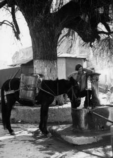 europa, italy, calabria, oriolo, homme avec mule à la fontaine, 1961