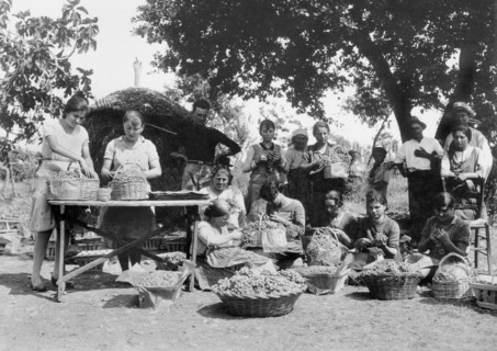 europe, italie, abruzzes, chieti, vendanges, 1920 1930