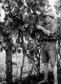europe, italie, abruzzes, chieti, vendanges, 1920 1930