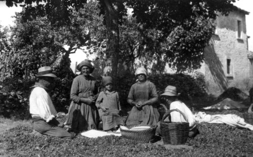 europe, italie, abruzzes, récolte de bulbes de safran, 1910 1920