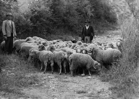 europe, italie, abruzzes, montereale, troupeau avec béliers, 1936