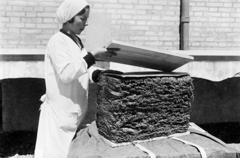 europe, italie, abruzzes, séchage de raisins pour le vin passito, 1920 1930