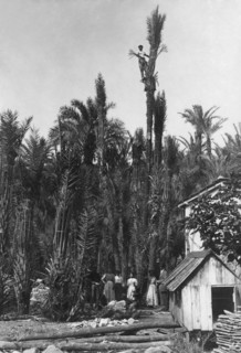 palmiers, bordighera, ligurie, italie 1920 1930
