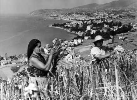 collection d'œillets, sanremo, ligurie, italie, 1965