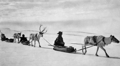 rennes tirant des traîneaux, Laponie, Finlande, 1939