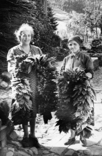 vendeurs de feuilles séchées, festival annuel, macchia antonini, toscane, 1953