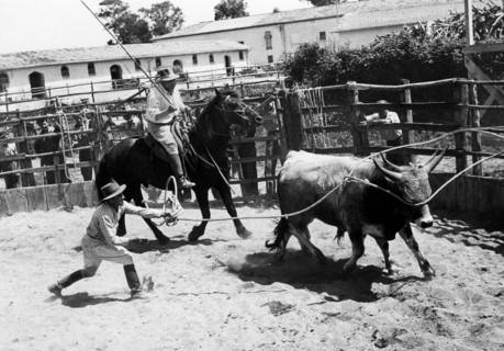 marché aux bestiaux, alberese, toscane, italie, 1964