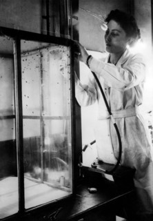 étude des insectes pour la lutte contre les parasites, 1940