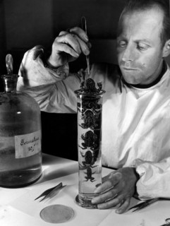 sciences naturelles, taxidermiste, crapauds dans le formol, 1949